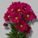 Vollsortiment - Chrysantheme große verzweigte, einfach purpur